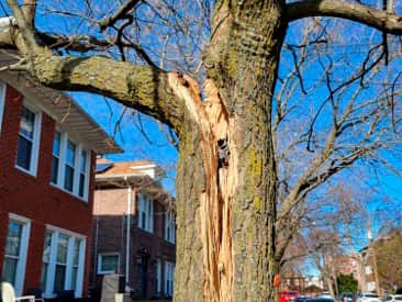 Completed tree work project in Dallas
