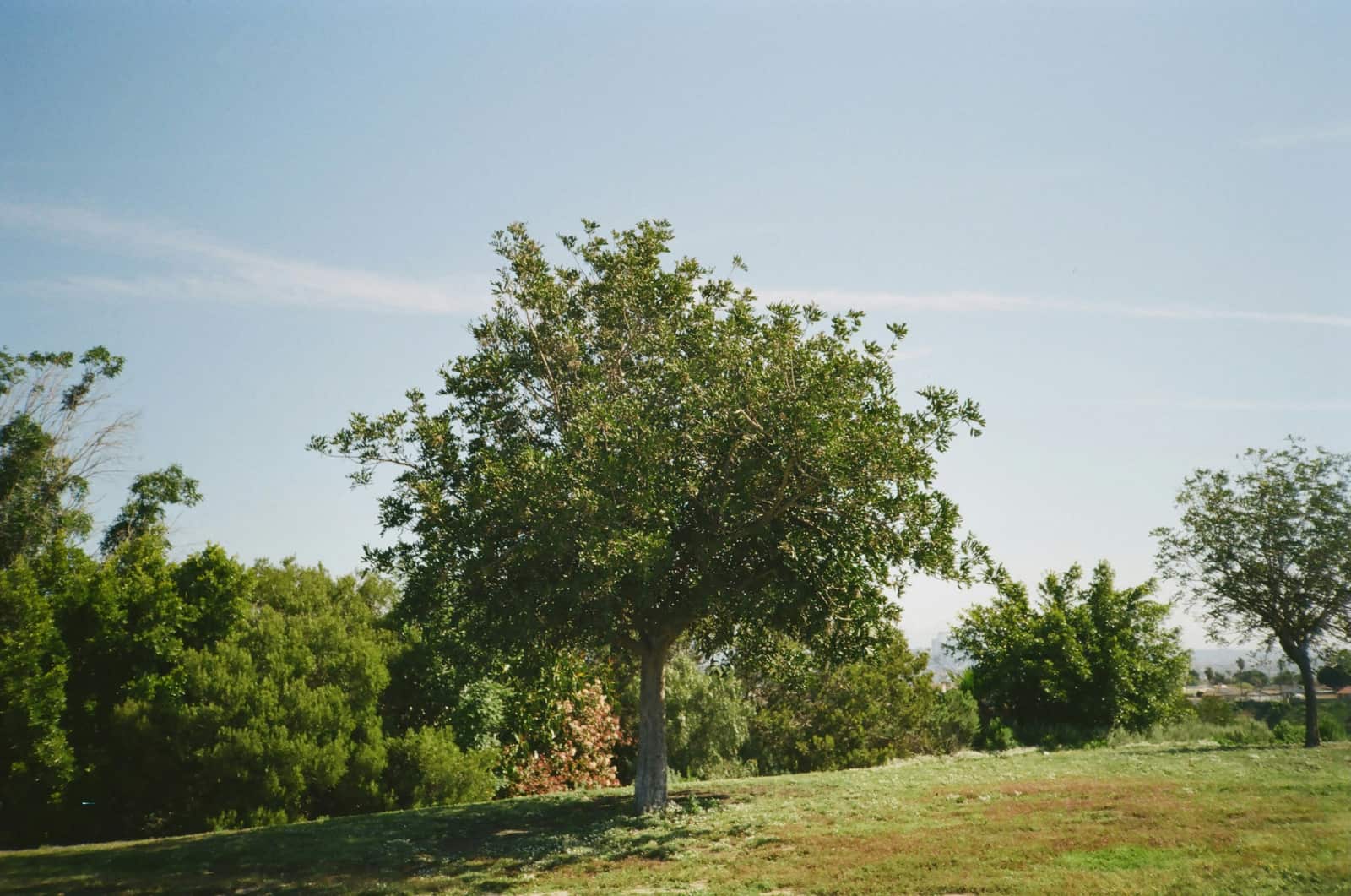 Tree service project in Dallas