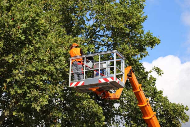 Land clearing and site preparation