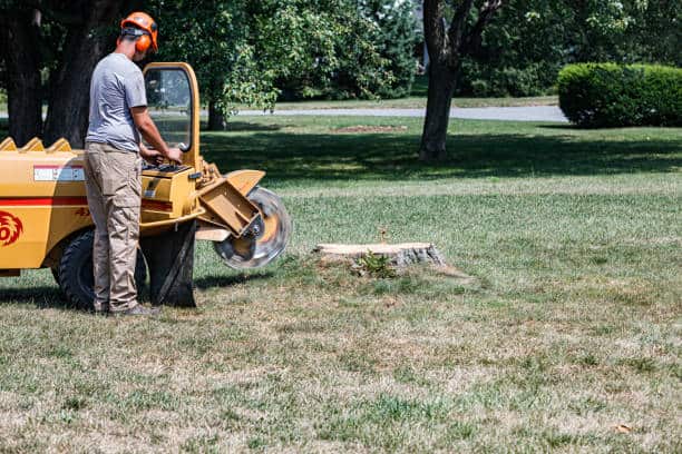 Stump Grinding service in Dallas