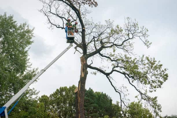 Tree Pruning service in Dallas