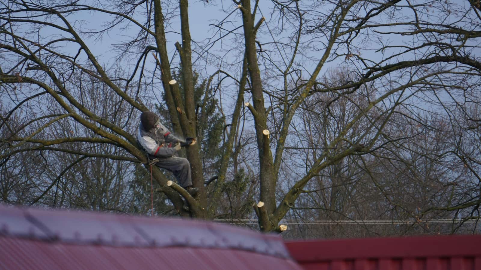 Tree Trimming service in Dallas